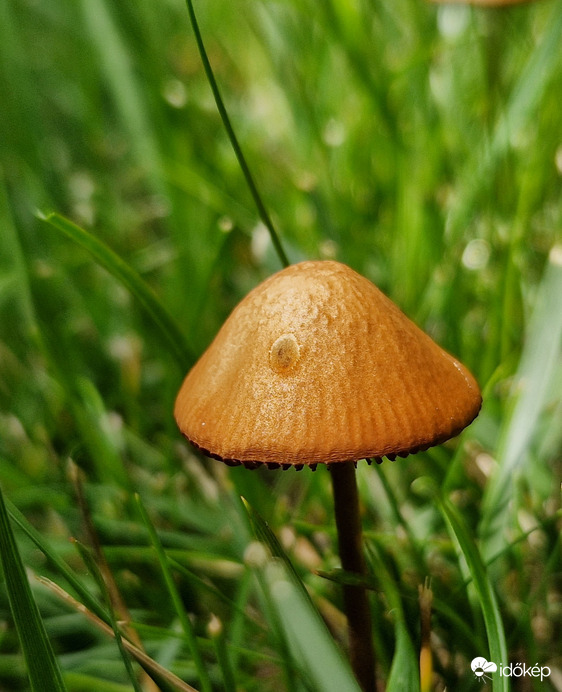 Még egy kicsi gomba