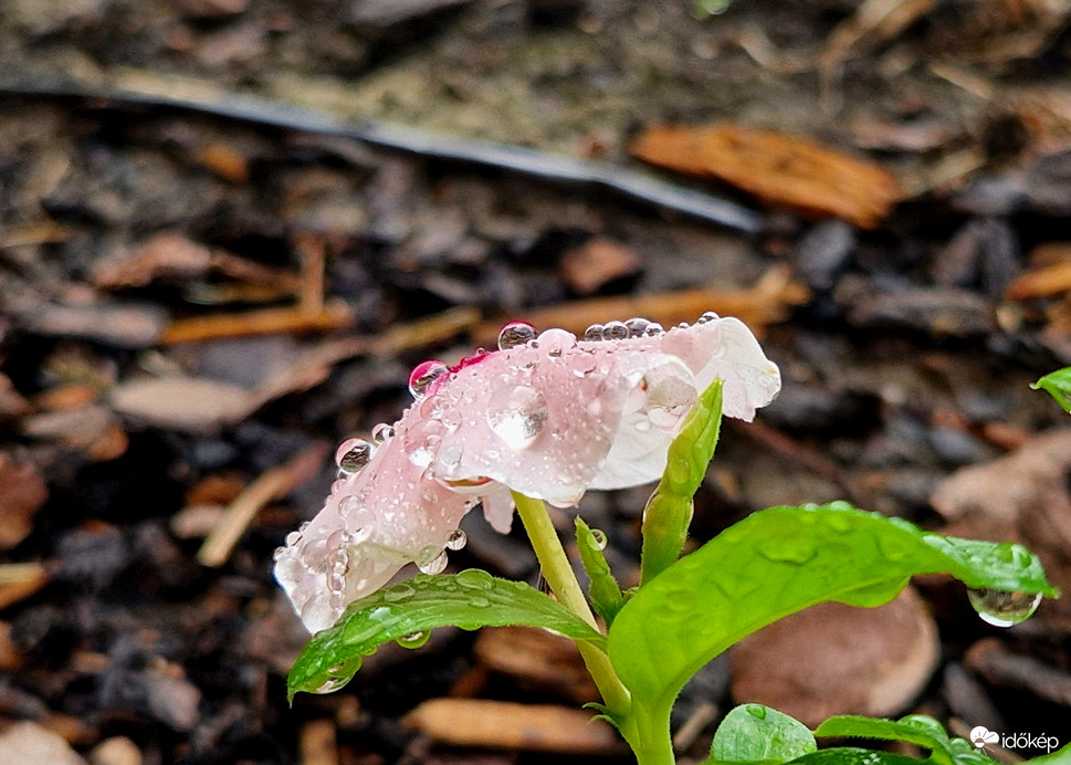 Hány cseppet bír el?
