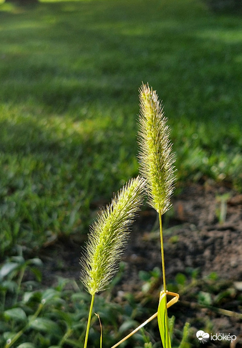 Amikor fejedet vállamra hajtod. 
