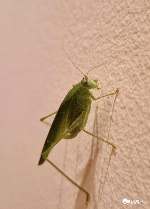 Vendég a házban :)