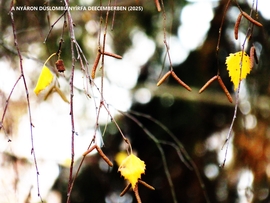 DÁNY,  NYÍRFA DECEMBERBEN (részlet)