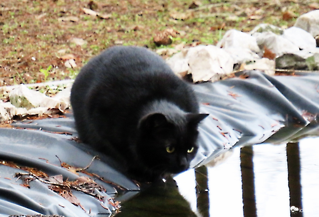 DÁNY, FEKETE CICA A DÍSZ-TÓNÁL HALRÓL ÁLMODOZIK