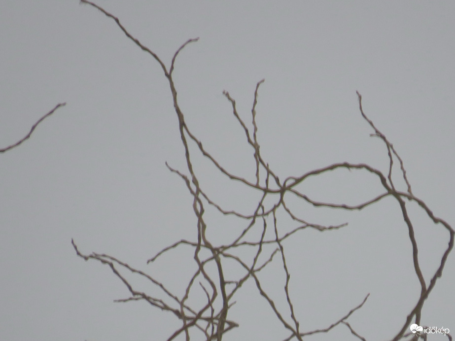 DÁNY, TRÉFÁS ÁGACSKÁK KUSZÁLÓDNAK A HOMÁLYBAN -- 2026 01 17 reggel