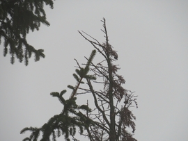 DÁNY, A FÁK IS ÖSSZETARTANAK -- 2026 01 16 délután