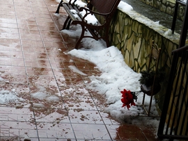 DÁNY, OLVAD, DE EZ MÉG NEM A TAVASZ -- 2026 01 17 délután