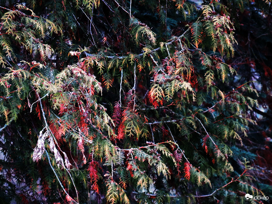 DÁNY, TÉL MÁS SZEMSZÖGBŐL --2026 01 18