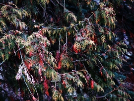 DÁNY, TÉL MÁS SZEMSZÖGBŐL --2026 01 18