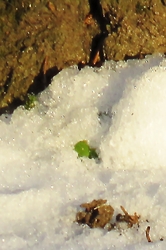 DÁNY, A NYÍRFA TÖVÉNÉL ZÖLD LEVELECSKE -- 2026 01 18