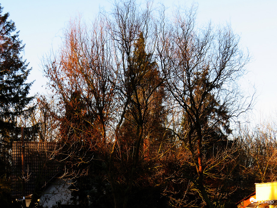 Észlelési fényképek