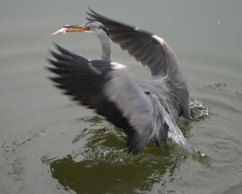 Ebédel a szürke gém