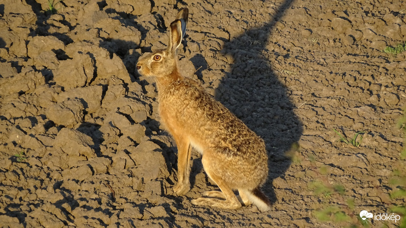 Nyuszi a reggeli nap fényében