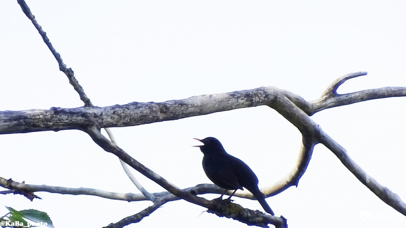 Énekel a Fekete rigó