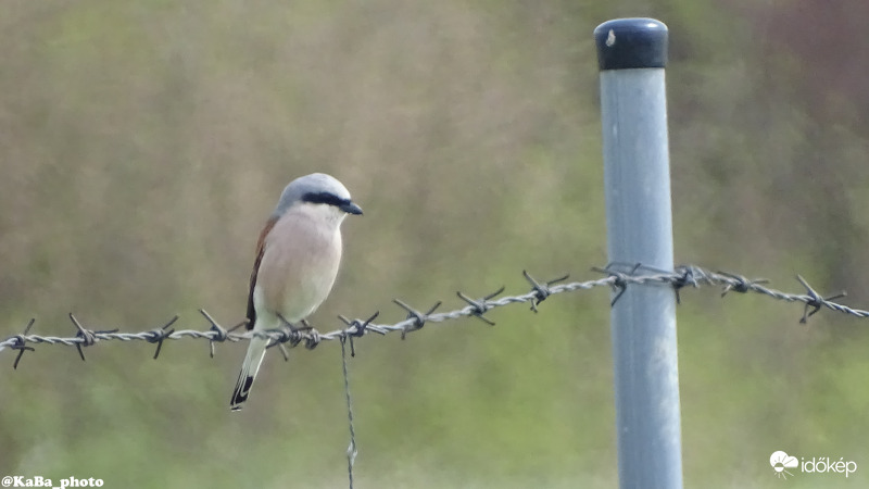 Tövisszúró Gébics