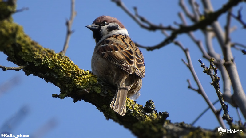 Madarak és fák napjára