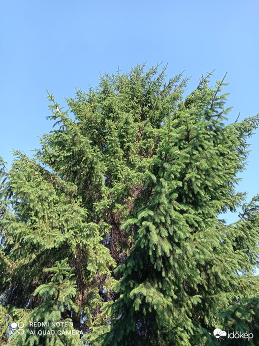 Nagymegyer