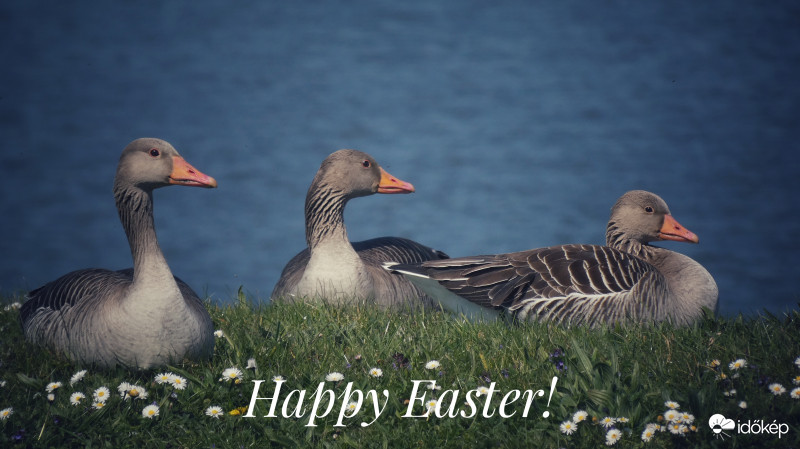 Boldog húsvétot!