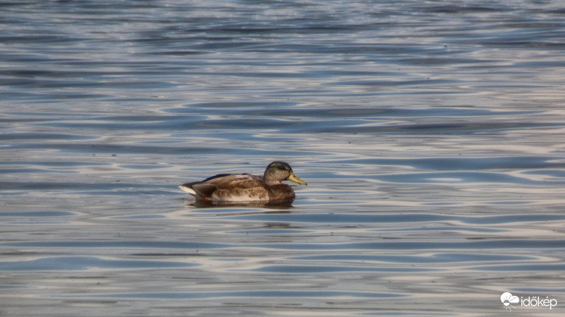 One duck...