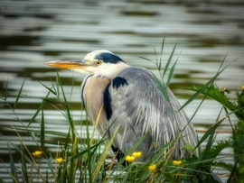 Szürke gém a folyóparton