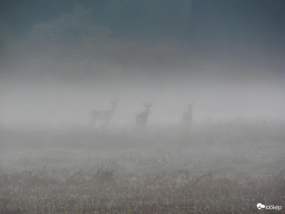 Párás, ködös ébredés 10.08