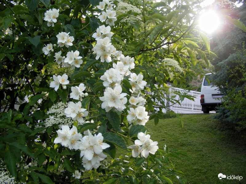 Kert május végén 