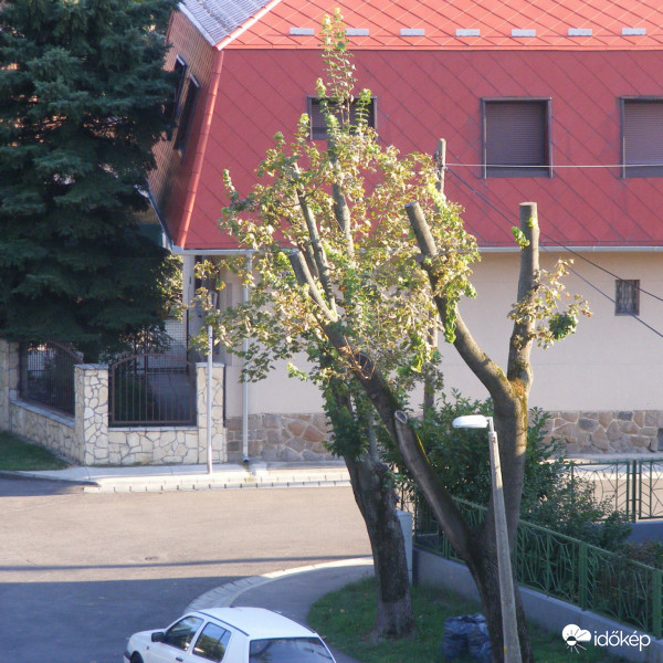 Uránvárosi juharfák