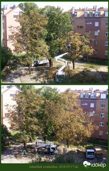 Juharfánk csonkolása