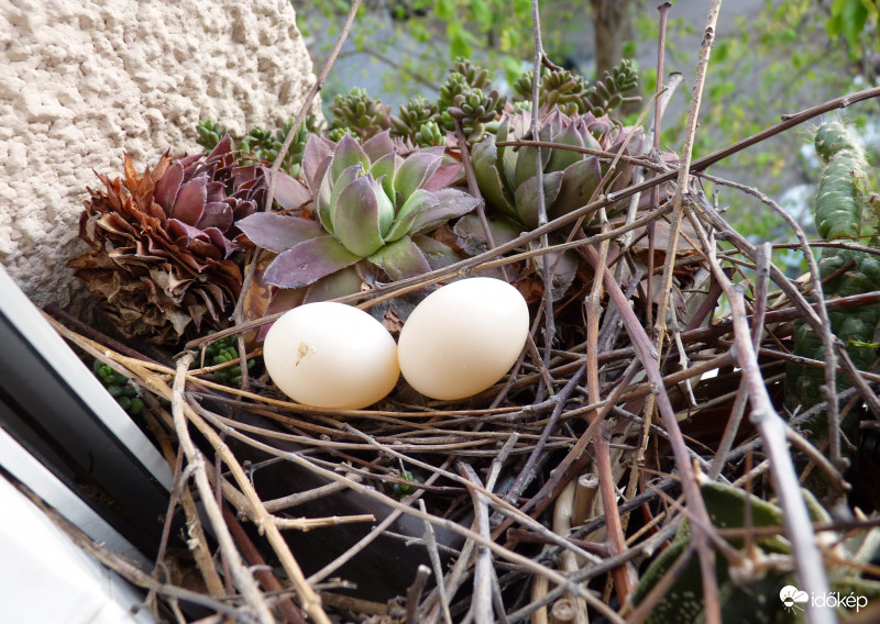 Ablakpárkányon nevelkedő