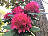 még egy kis rhododendron