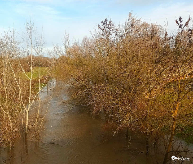 Submerged trees 