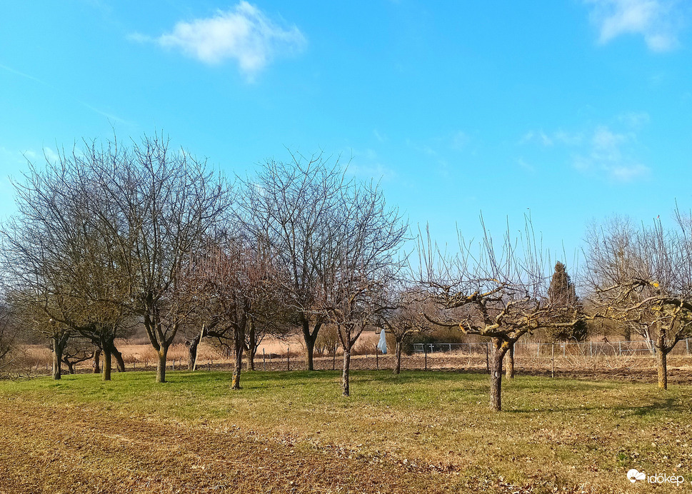 The trees lay still