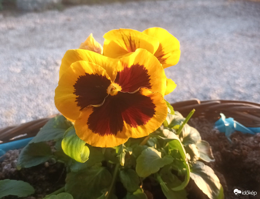 Winter pansies 