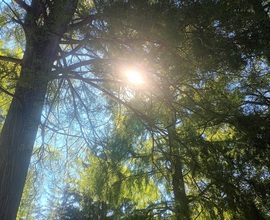 The sun shone through the trees 