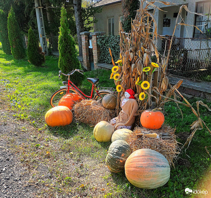 A bumper harvest 