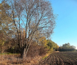 The eucalyptus was all but bare.