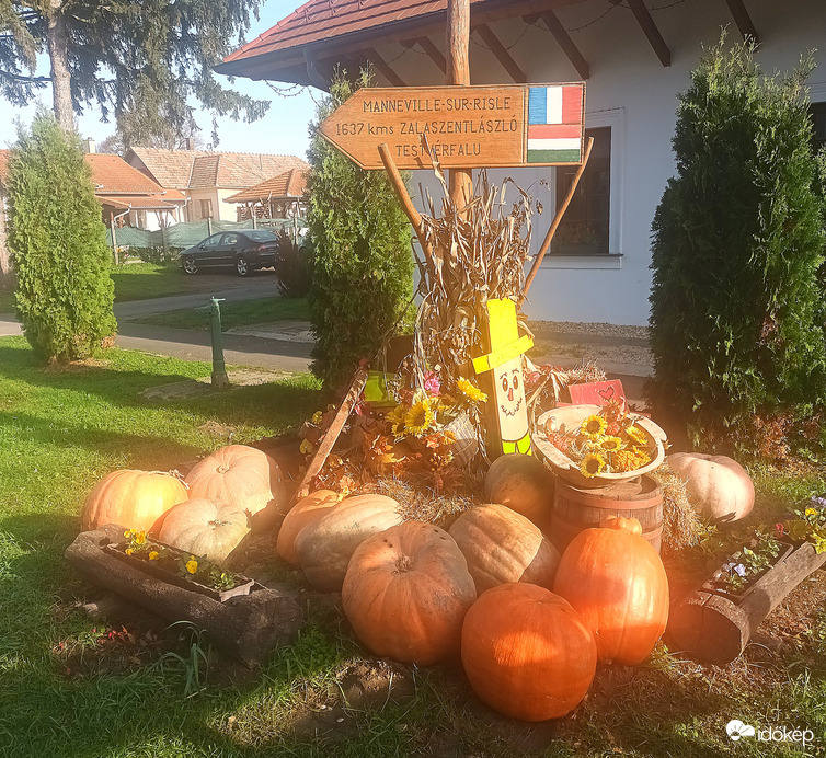 A bounty of pumpkins 