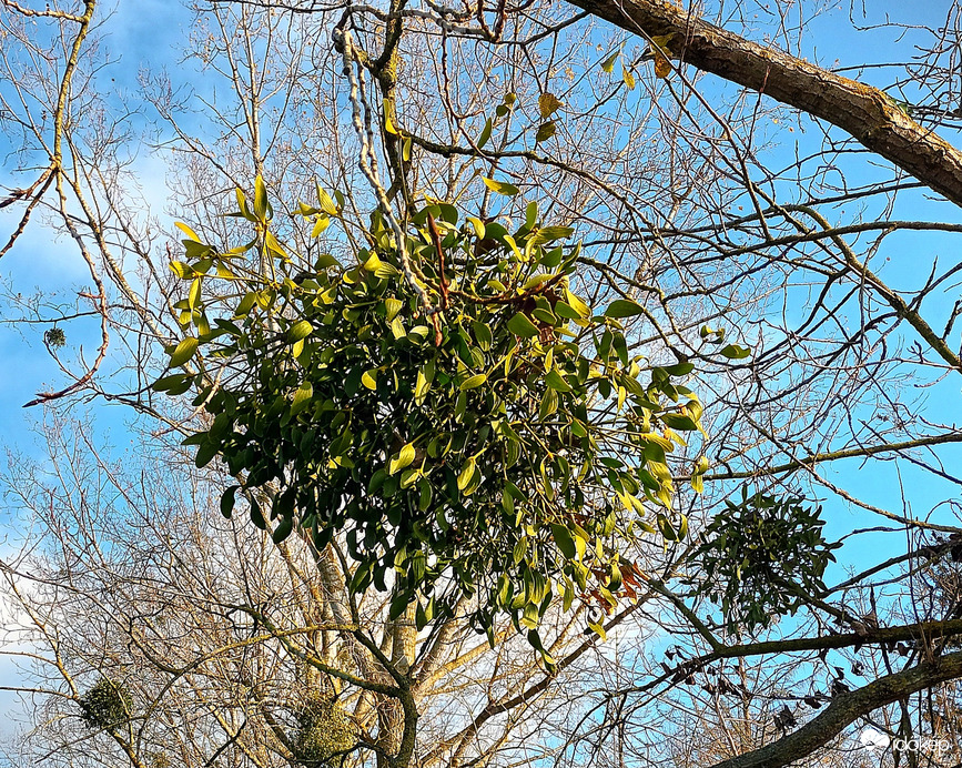 Mistletoe in the tree