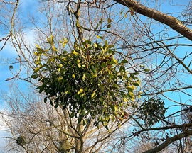 Mistletoe in the tree