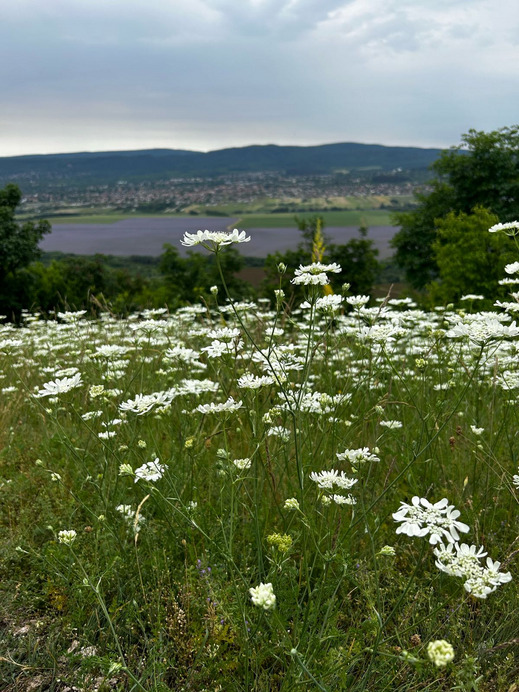 Pilisvörösvár