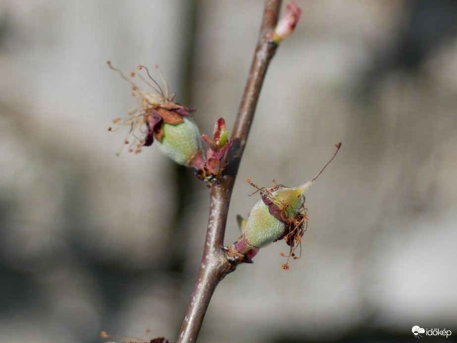 Borsónyi sárgabarack