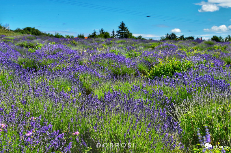 Levendula fesztivál. 