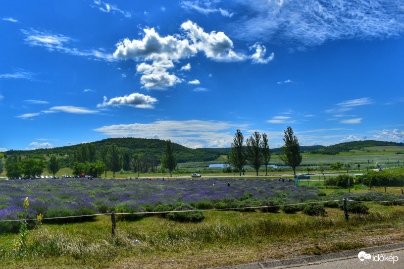 Tihanyi ős levendulás. 