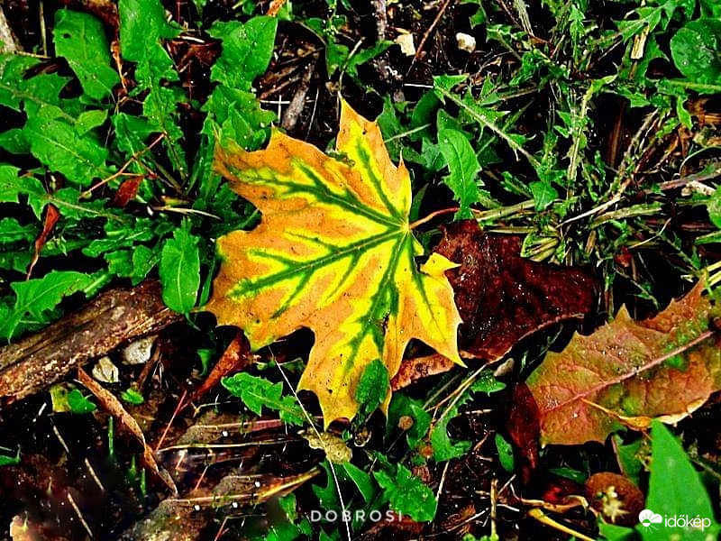 Mint egy őszilevél.... 