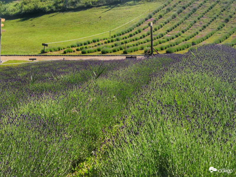 Köröshegyi levendulás