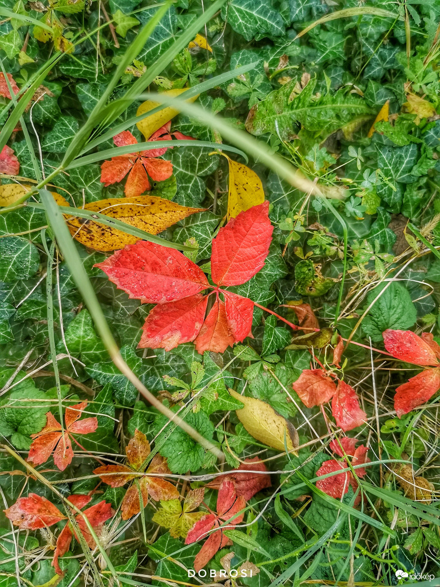 Mint egy őszilevél.... 