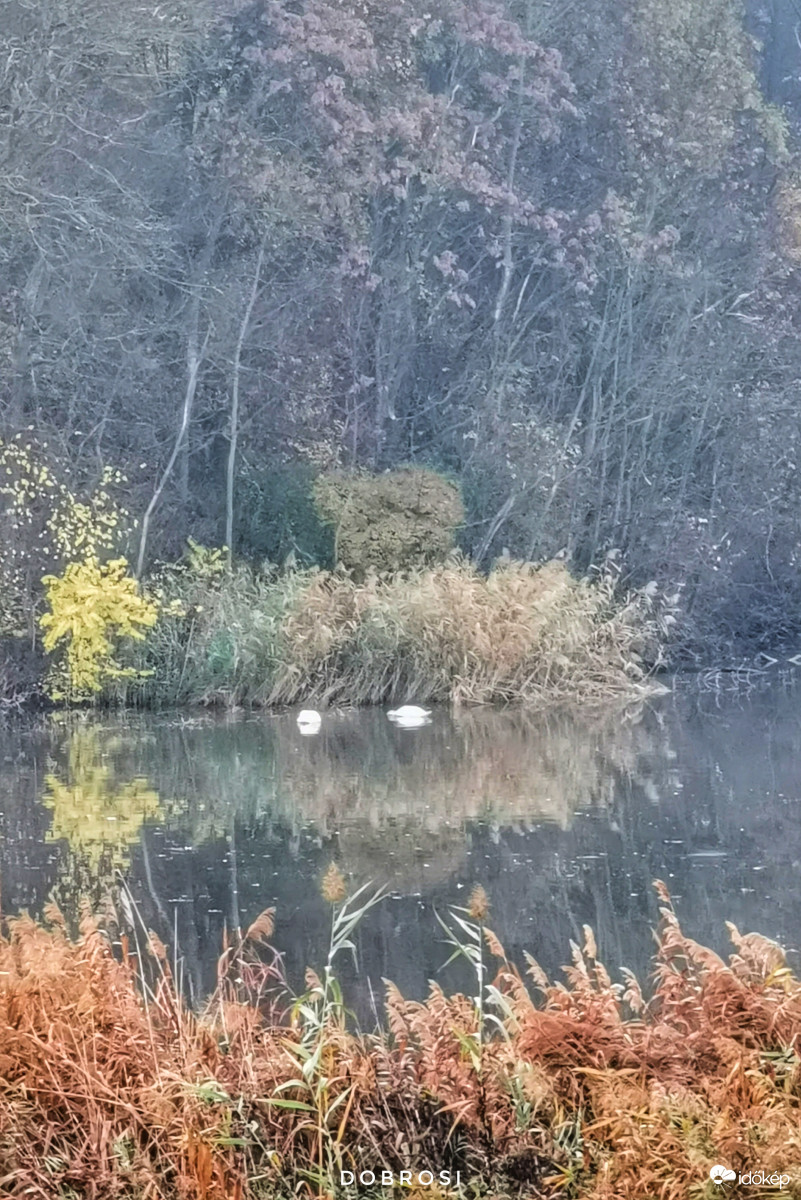Hattyú pár Kabókai tónál. 
