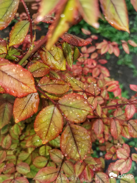 Csak esik és esik... 