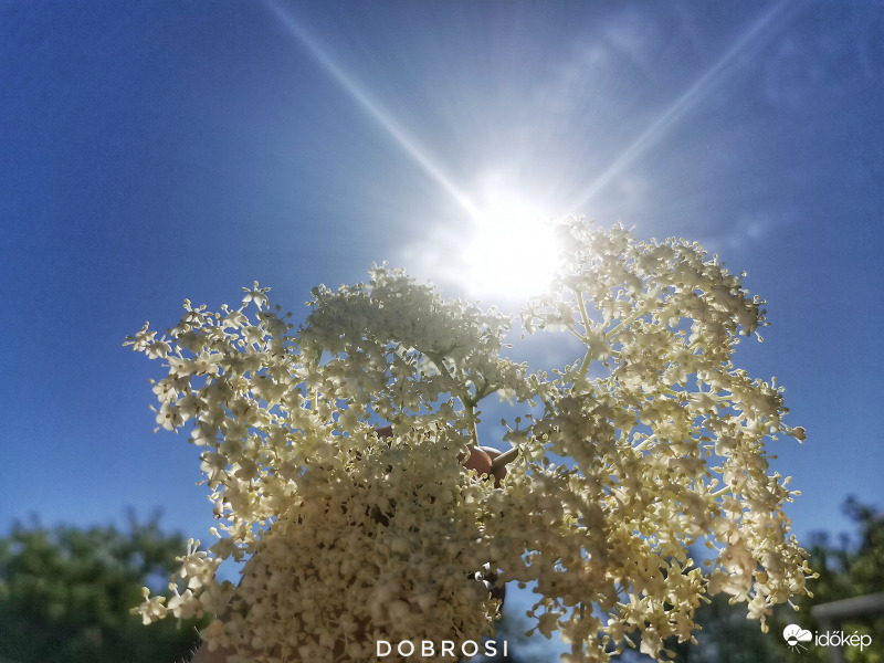 Bodzavirágos napsütés. 