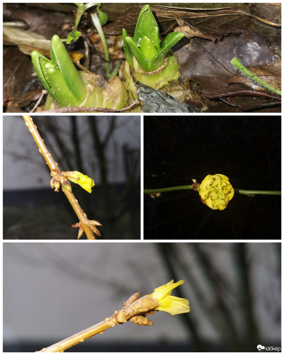 Kertünk virágai December 28-án 