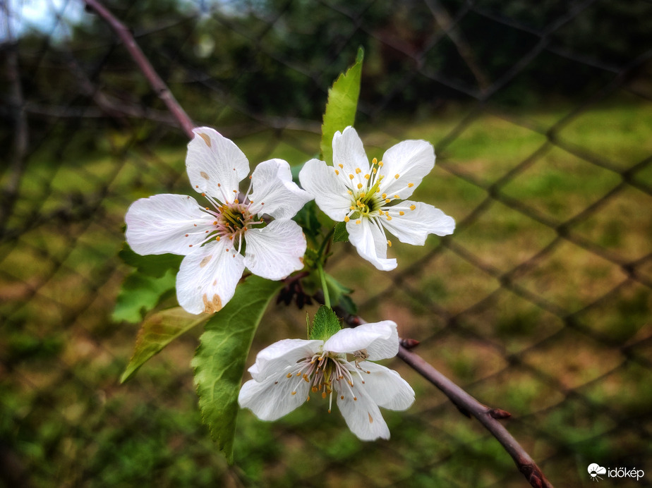 Virágzik a meggyfa szeptember 