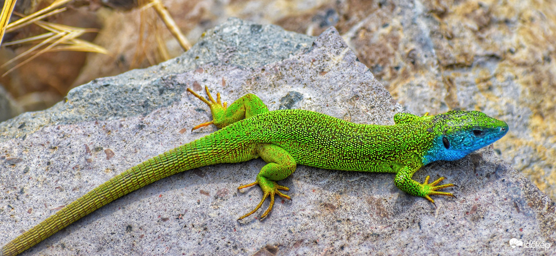 Süt ránk a napsugár 